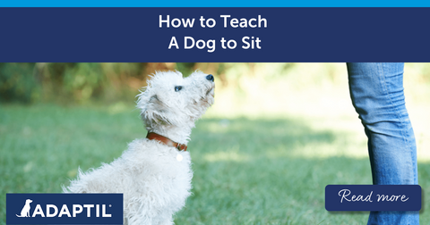 How To Teach A Dog To Sit