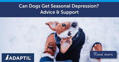 Can Dogs Get Seasonal Depression? Advice and Support