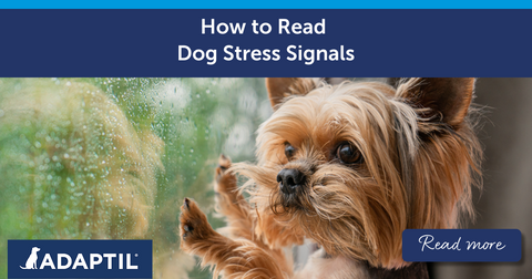 How to Read Dog Stress Signals