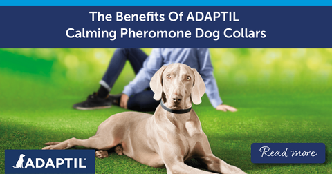 The Benefits Of Using A Calming Pheromone Dog Collar