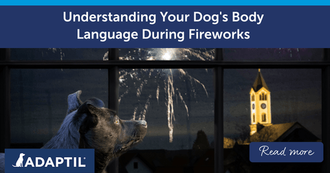 Understanding Your Dog's Body Language During Fireworks