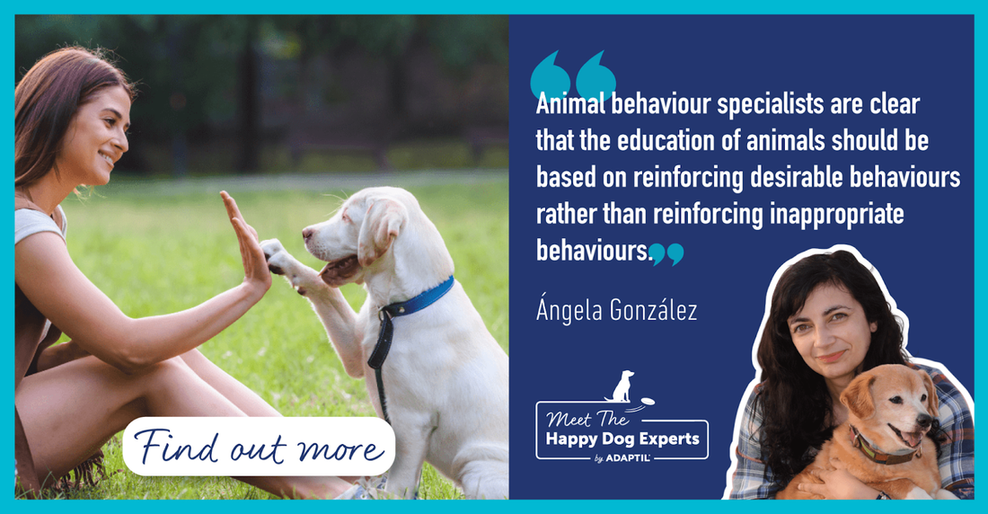 Happy Dog Expert: Why Use Positive Reinforcement Training¬†For Dogs