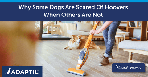 Why Some Dogs Are Scared Of Hoovers When Others Are Not