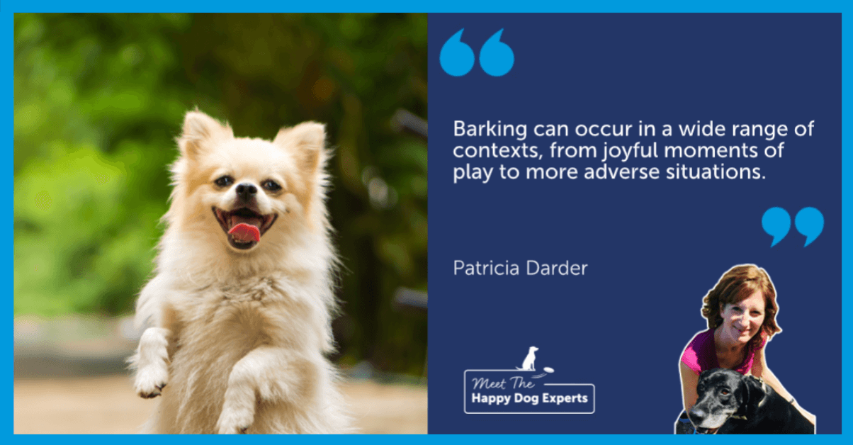 Small happy dog on their hindlegs outdoors.