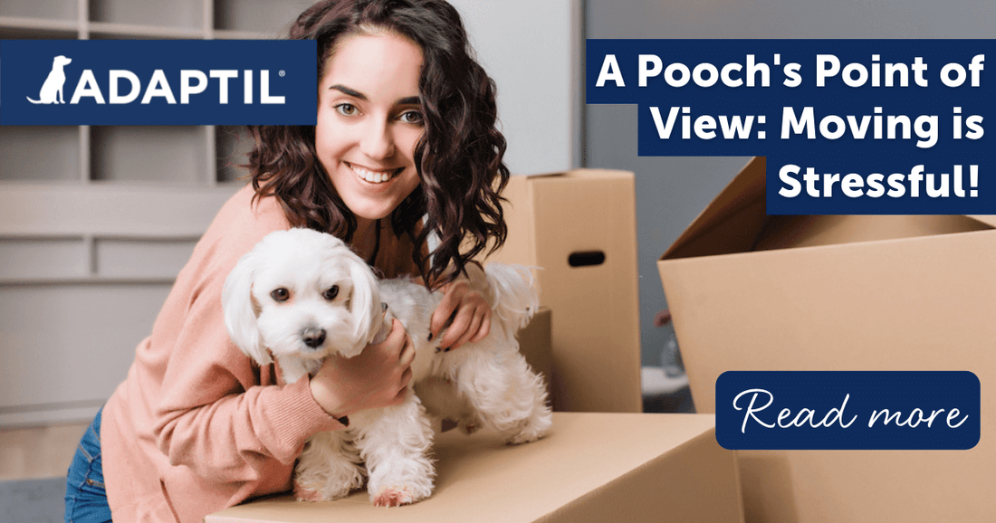 A Pooch's Point of View: Moving is Stressful!