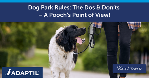 Dog Park Rules: The Dos and Don’ts – A Pooch’s Point of View!