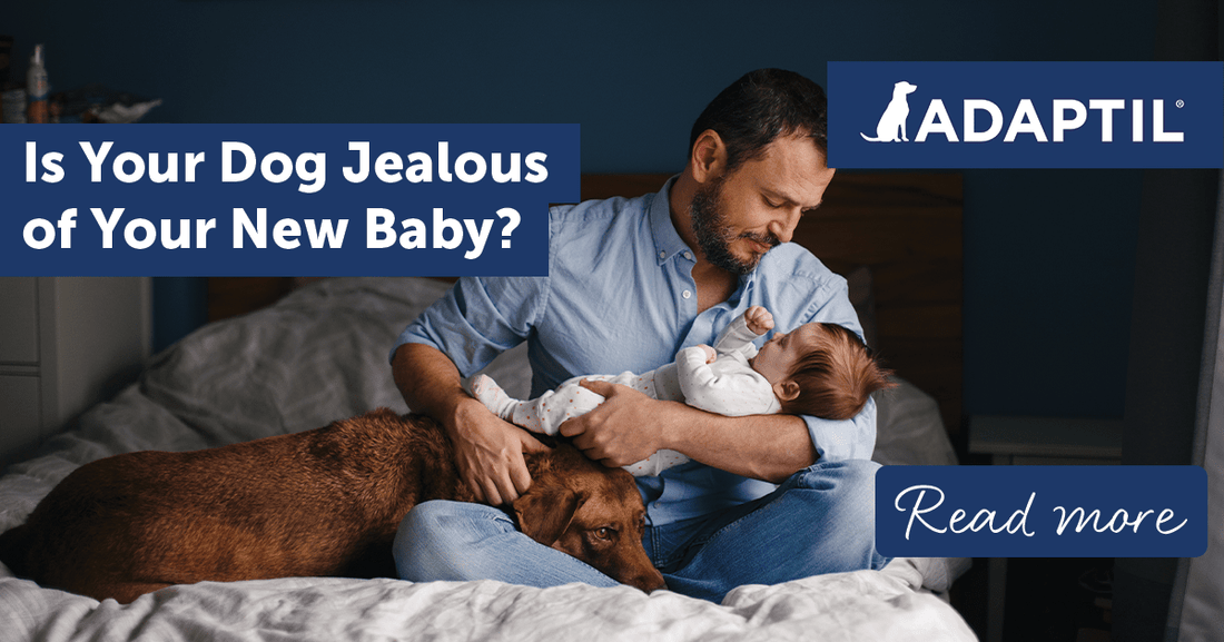 Is Your Dog Jealous of Your New Baby?