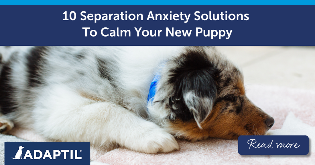 10 Separation Anxiety Solutions To Calm Your New Puppy