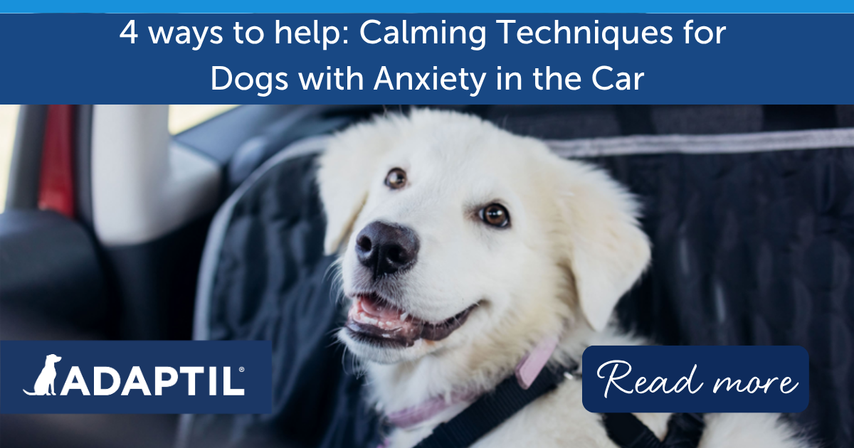 Calming Techniques for Dogs with Anxiety in the Car