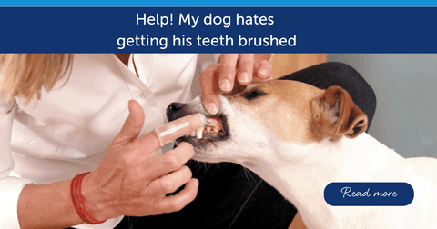 Help! My Dog hates having his teeth brushed!