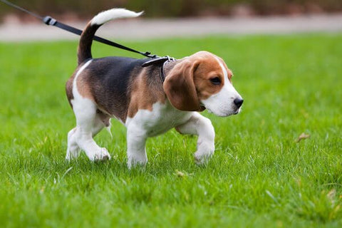 Top Tips: Puppy Lead Training