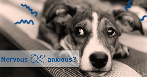 Is My Dog Nervous or Anxious?