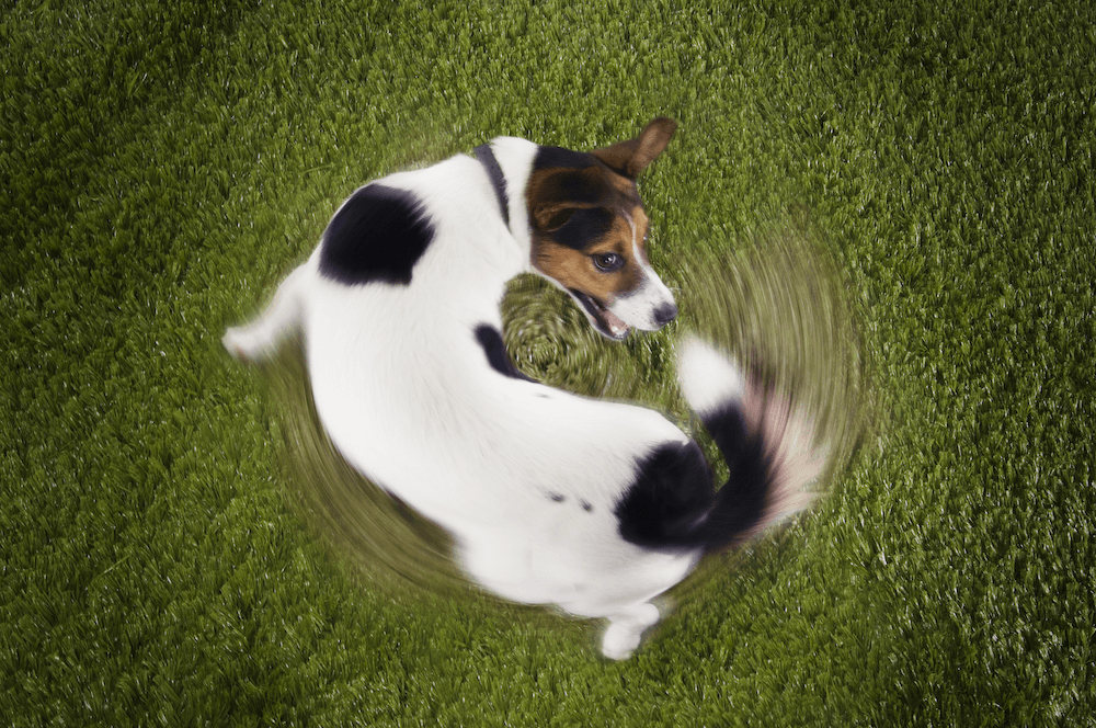 Why Do Dogs Circle? A Dog's Point of View!