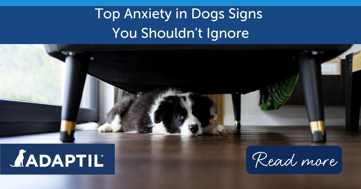Top Anxiety in Dogs Signs You Shouldn't Ignore