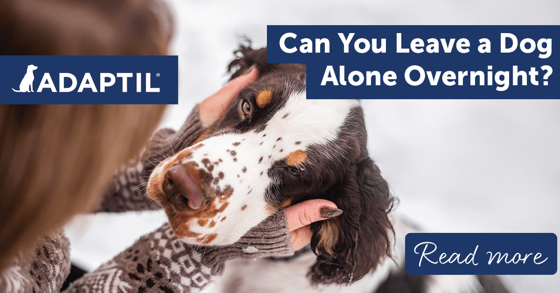 Can You Leave A Dog Alone Overnight?
