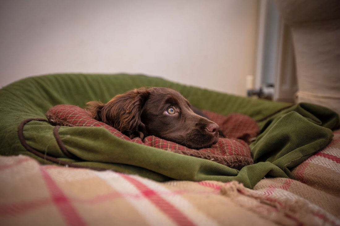 Make your dog a safe zone - Separation Anxiety Top Tip