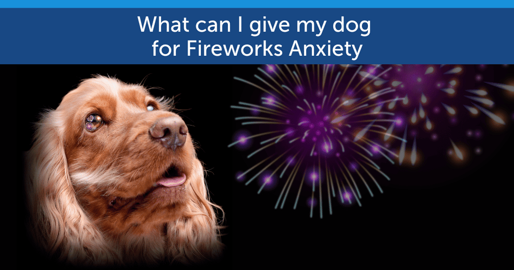 How to Reduce Dog Anxiety During Fireworks: Best Products & Daily Habits