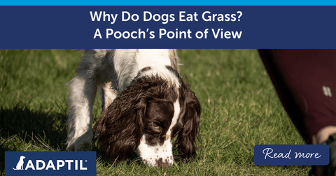 Why Do Dogs Eat Grass? A Pooch's Point of View