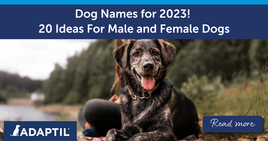 Dog Names for 2023! 20 Ideas For Male and Female Dogs