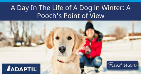 Golden Retriever on a walk in the snow with snow on their nose.&nbsp;&nbsp;