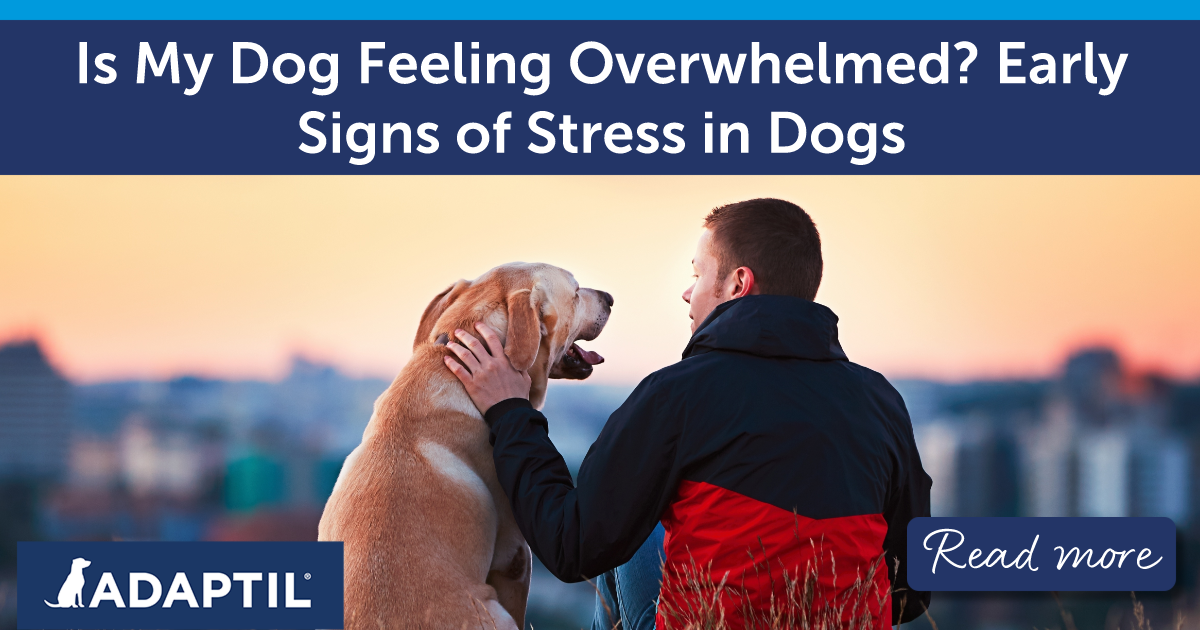 Man sitting on a hill at sunset gently petting his Labrador Retriever.