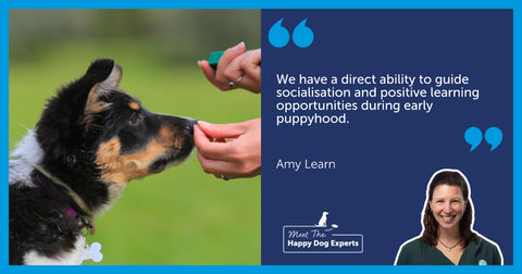 Collie puppy undergoing training with treats and a clicker.