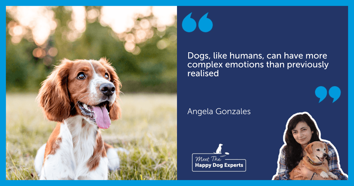 Welsh Springer Spaniel dog sitting in a grassy field.