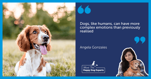 Welsh Springer Spaniel dog sitting in a grassy field.