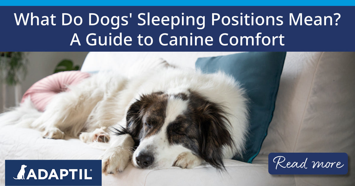Dog sleeping restfully on a sofa.