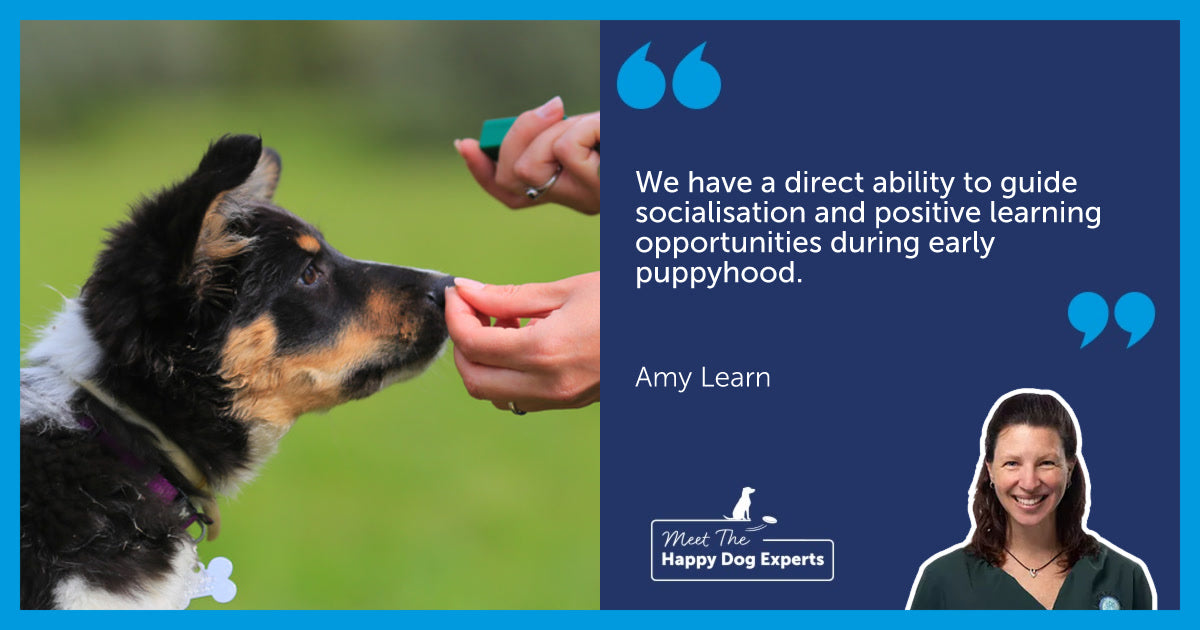 Collie puppy undergoing training with treats and a clicker.