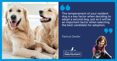 Two happy Golden Retriever dogs sitting together in their home.