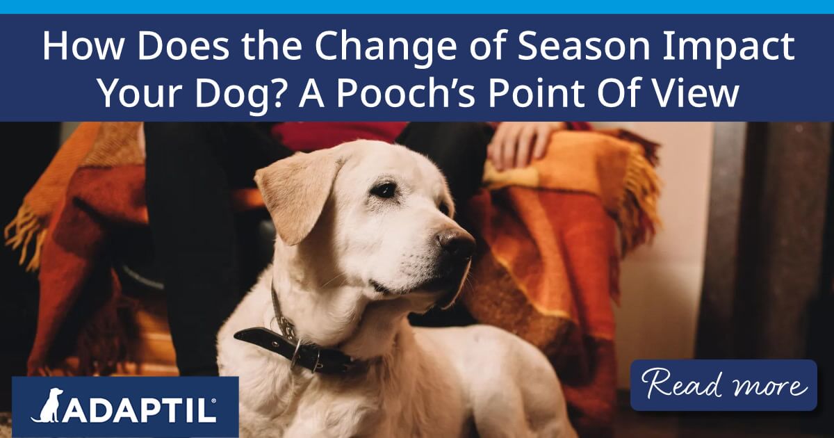 A dog laying on the floor in front of their human who is sat in a chair wearing a cosy red jumper. To the right of them is a log burning fire.