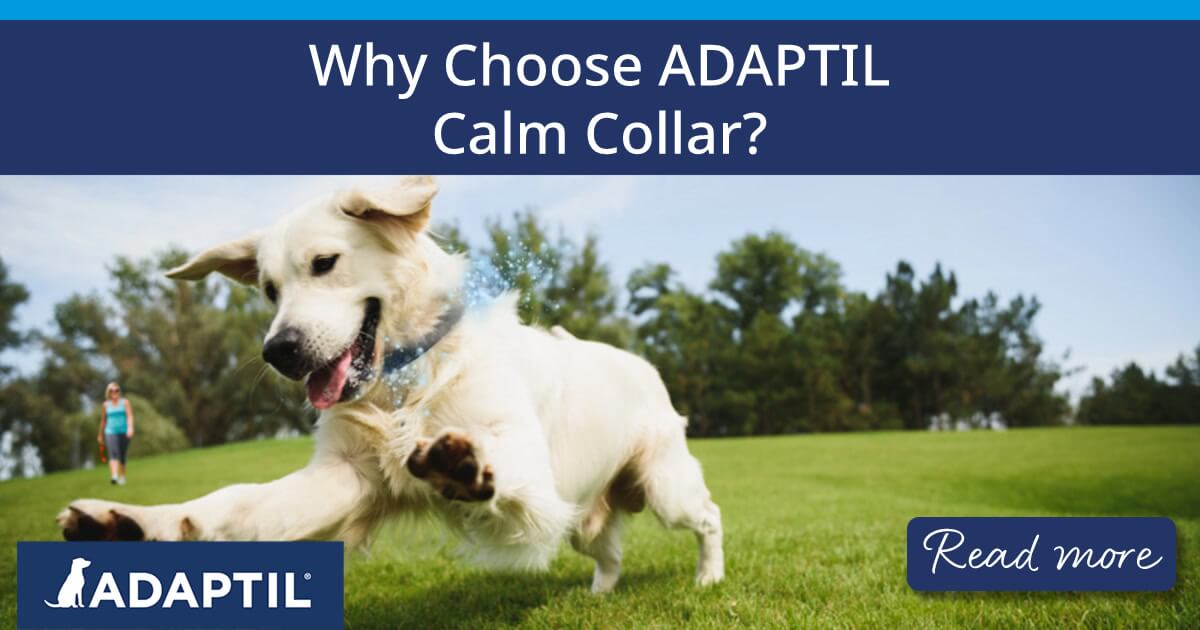 Golden Retriever playing outdoors while wearing ADAPTIL Calm Collar.