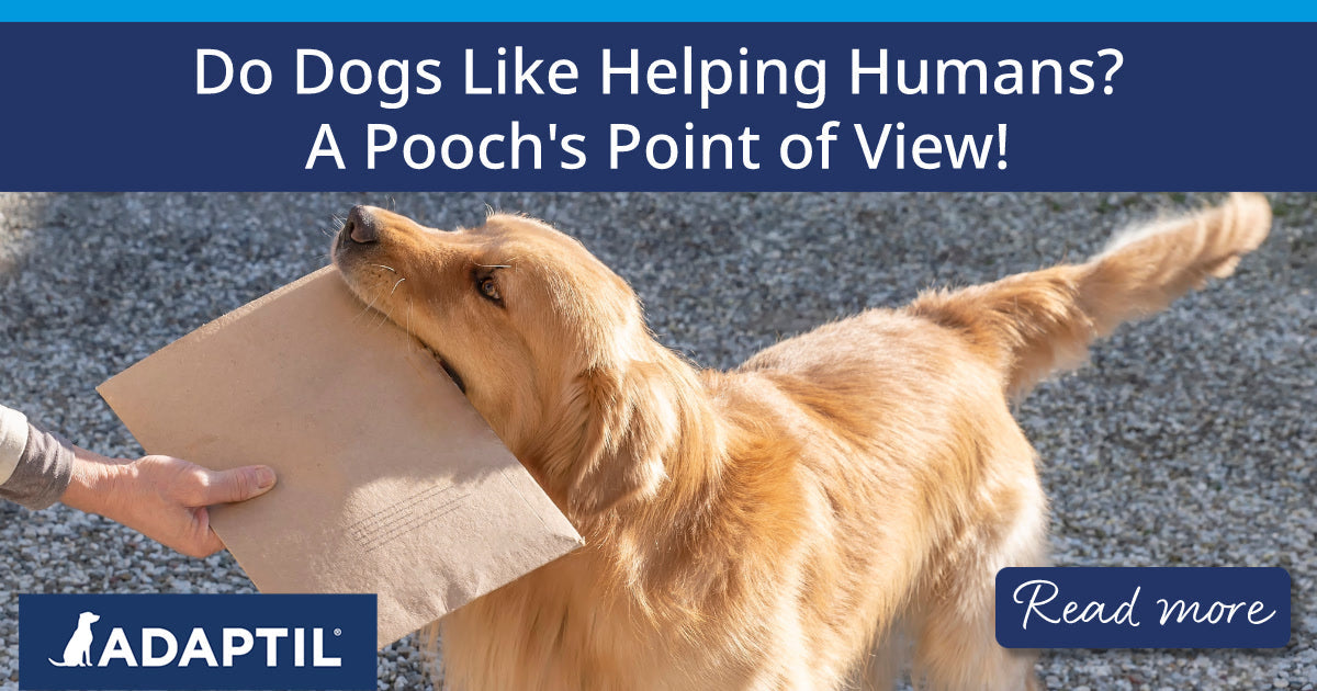 Golden retriever giving a cardboard envelope in its mouth to a human.