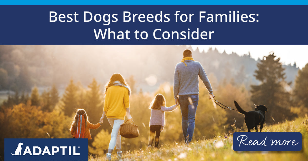 A rear view of a family with two small children and a dog on a sunset walk outdoors. 