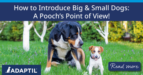 A large dog and small dog sitting beside each other outdoors.