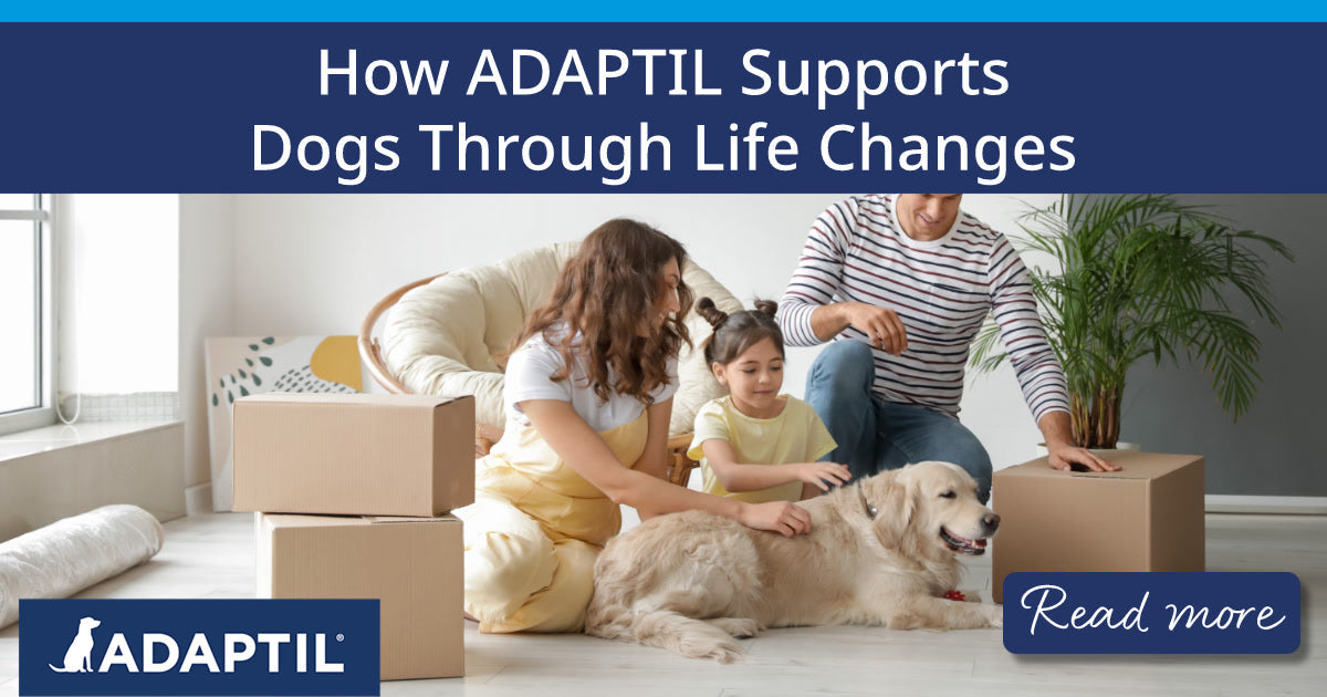 A family and their dog packing up boxes to move home.