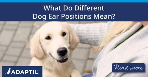 A happy dog with relaxed ears with their paws resting on their human’s legs.