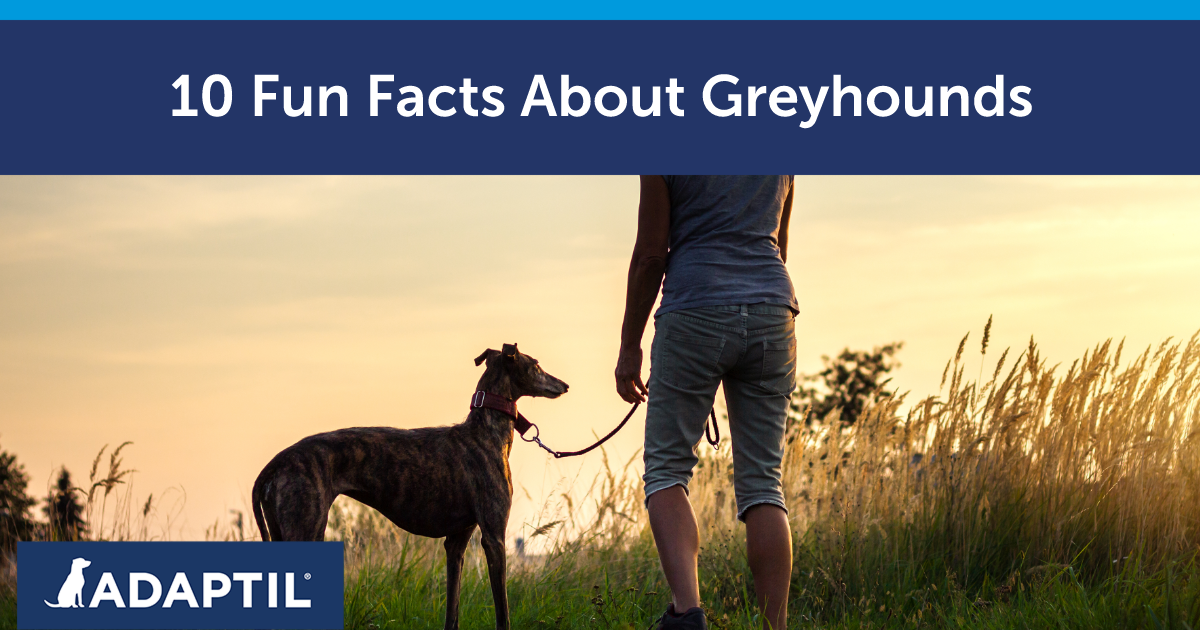 Human on a walk in a field with a Greyhound at sunset. 