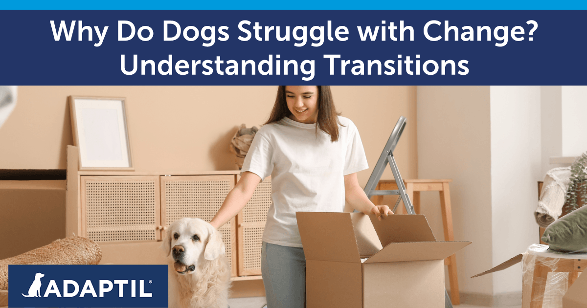 Young woman petting a Labrador while surrounded by cardboard boxes as they move home.