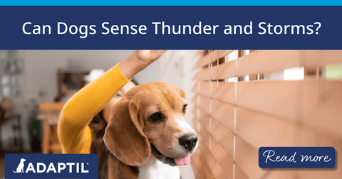 A dog looking out of window shutters while sitting on woman’s lap.&nbsp;