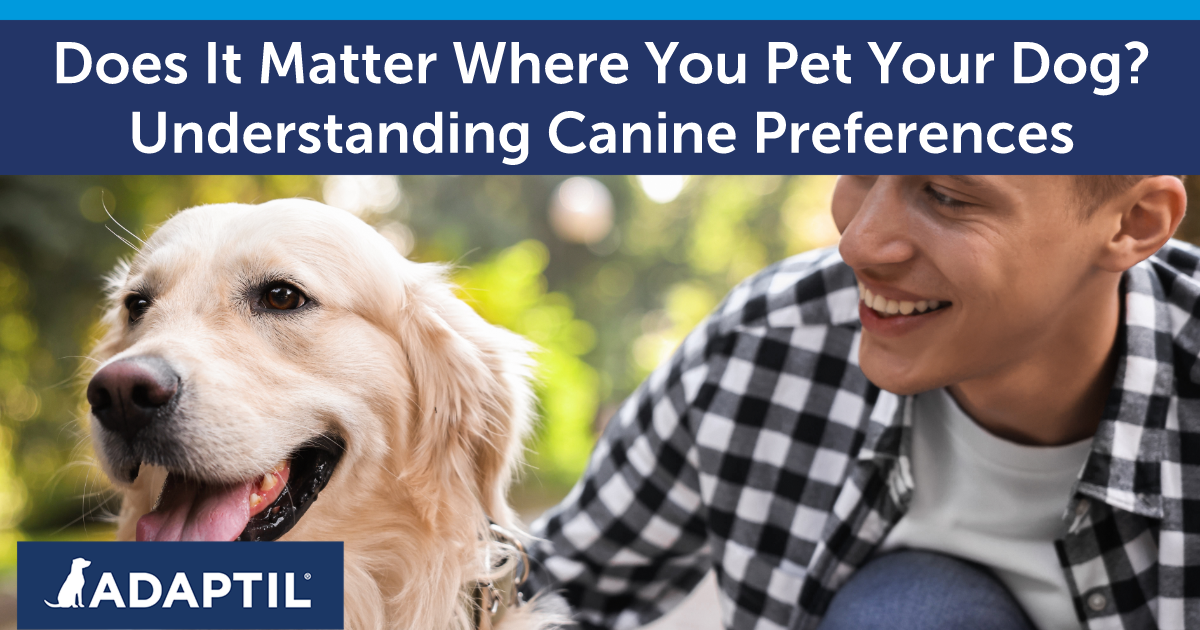 Man petting a white Labrador dog while kneeling beside it.