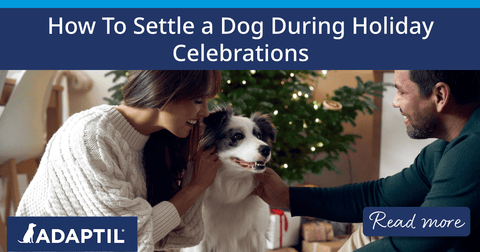 Happy couple petting a dog surrounded by Christmas presents.&nbsp;