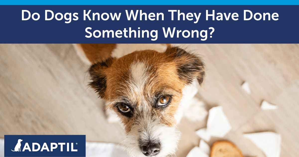 Terrier dog with a guilty look standing next to a smashed plate and an open sandwich. 