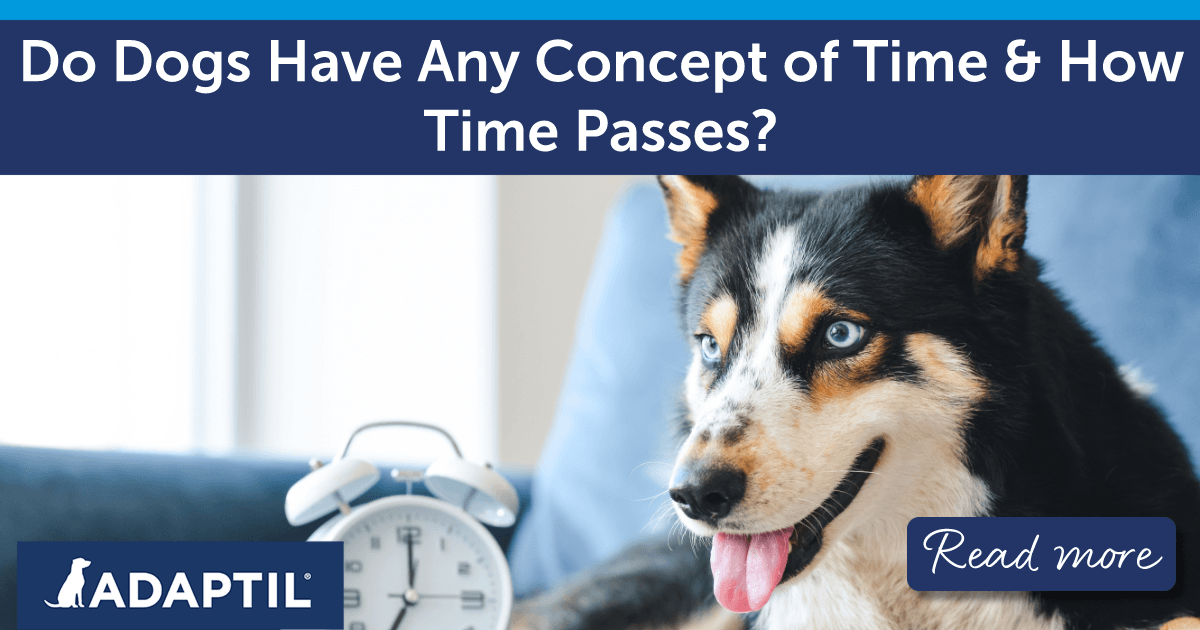 Dog sitting next to an alarm clock on a blue sofa.  