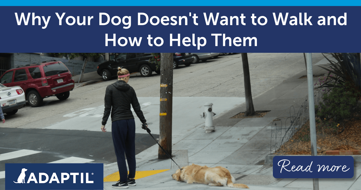 Human trying to walk a dog on a residential street with dog laying on the floor. 