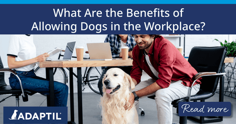 Dog in an office being petted by worker. 