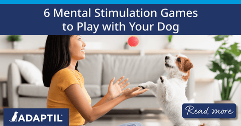 Woman sitting on the floor throwing ball in the air for her dog to catch.