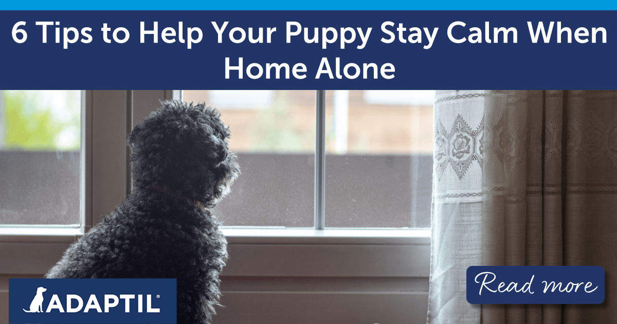 Home alone puppy waiting at a glass window, looking out onto the street.