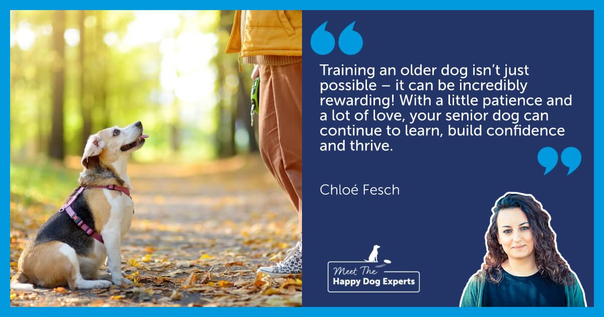 An old Beagle sat on a leafy path, looking up and listening to their human.